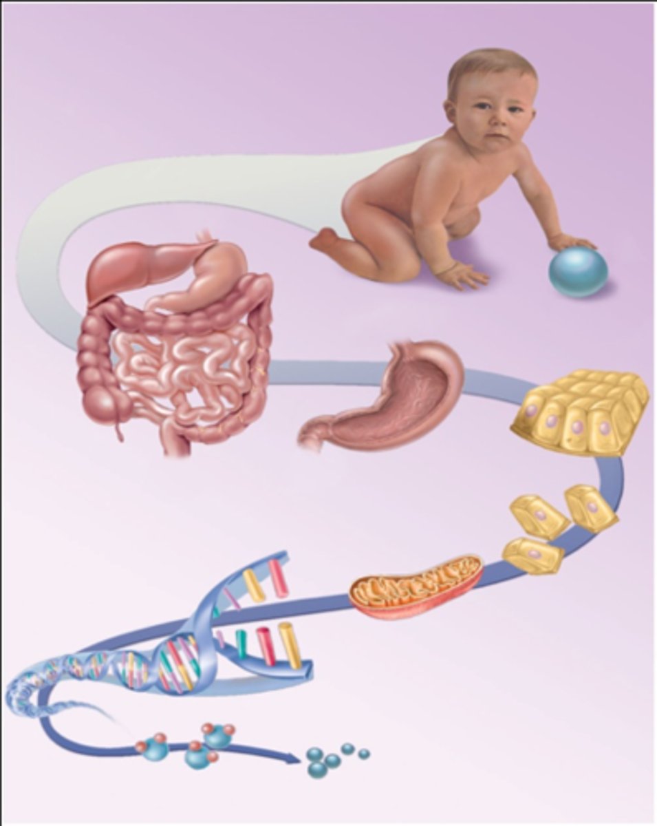 <p>atom, molecule, organelle, cell, tissue, organ, organ system, organism</p>