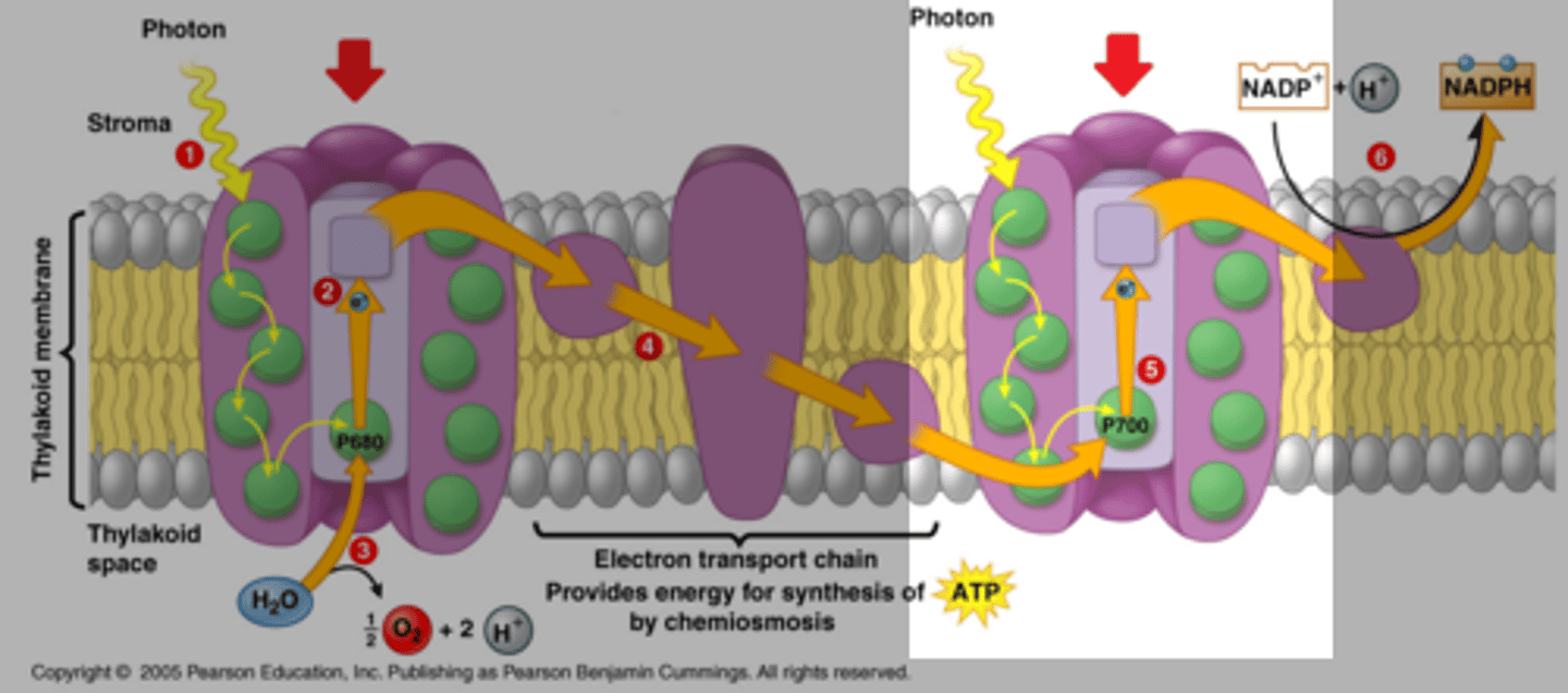 <p>Transfers electrons, makes NADPH</p><p>occurs after PSII</p><p>- does not produce oxygen</p>