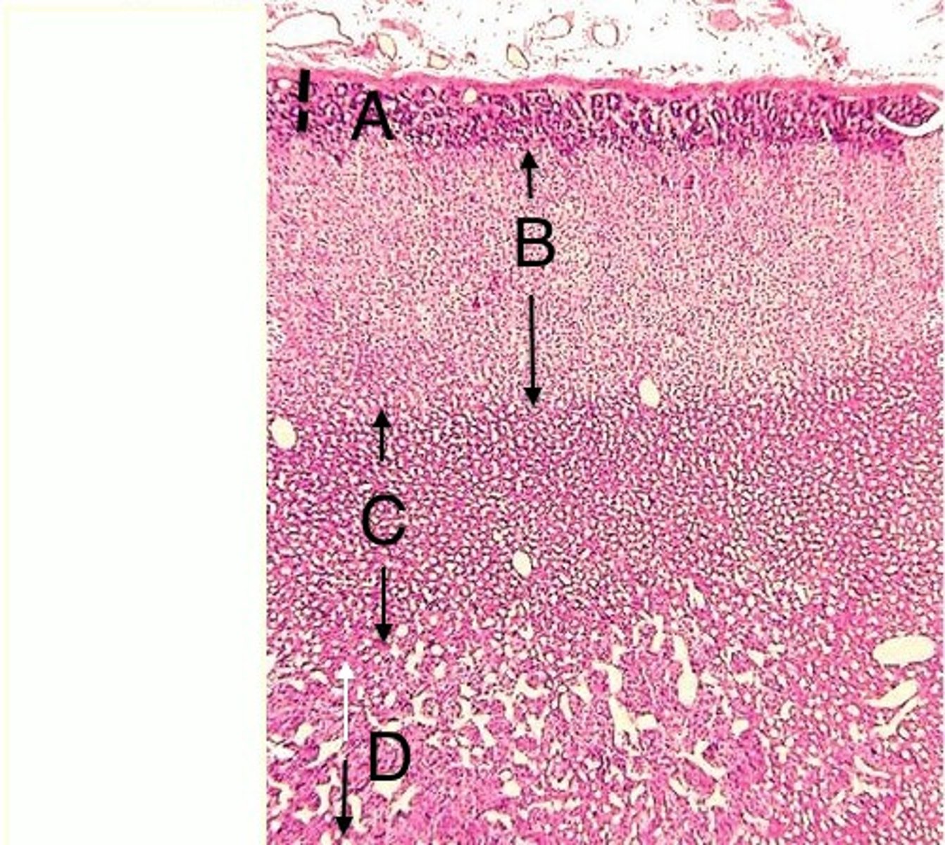 <p>Adrenal medulla > stress hormones are found here</p>