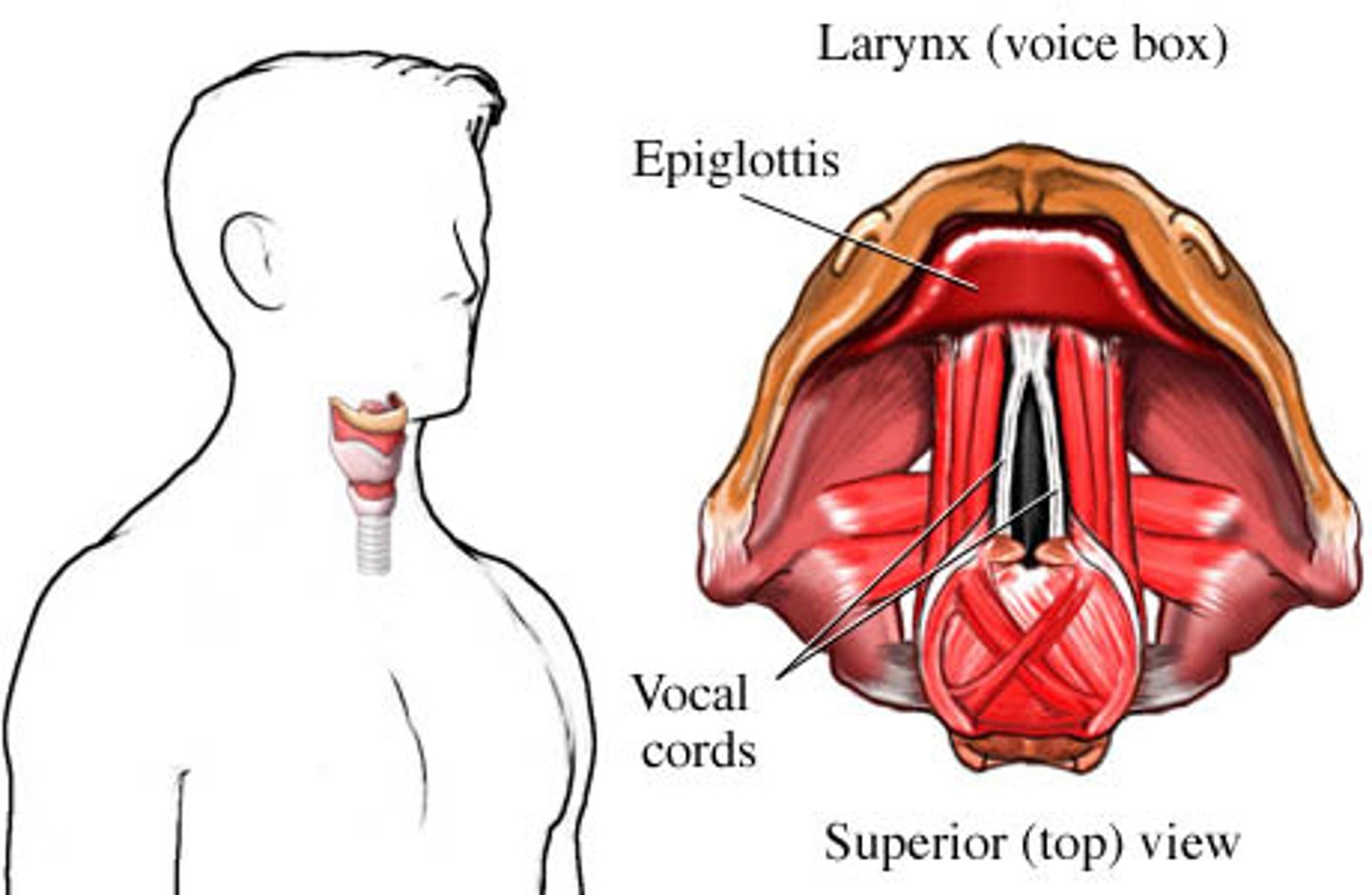 <p>larynx</p>