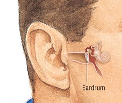 <ul><li><p>Part of the ear that vibrates when sound waves hit it</p></li></ul>