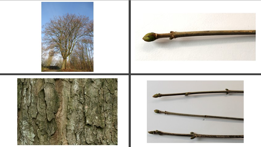 <p>Gewone esdoorn</p>