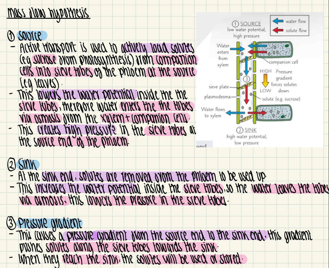 knowt flashcard image
