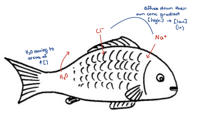 <ul><li><p>Constantly Losing water</p></li><li><p>Constantly LOADING ions</p></li><li><p>(hyperosmotic water)</p></li></ul><p></p>