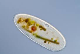 <p>A life that only has one cell.</p>