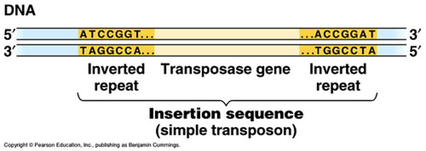 <p>2 inverted repeats (IR) + transposase gene</p>
