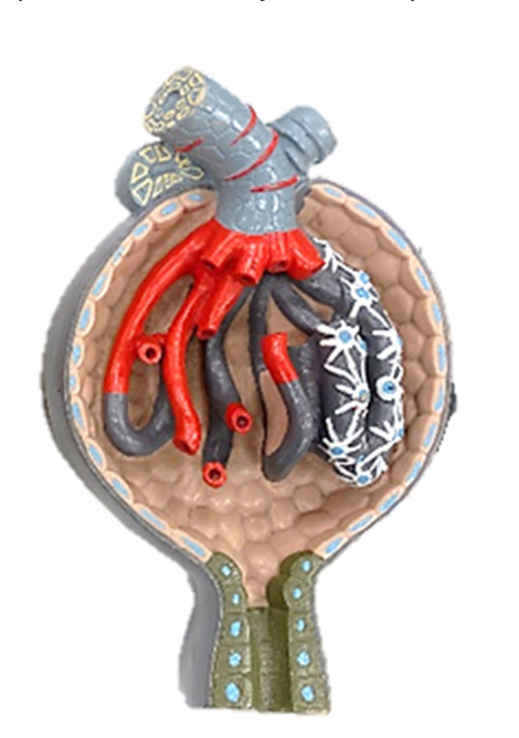 <p>Label the glomerulus of the renal corpuscle </p>