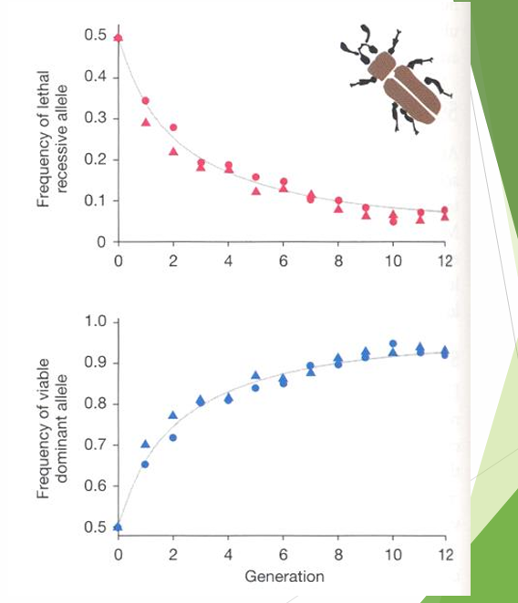 <p>Dominance and allele frequency interaction</p>