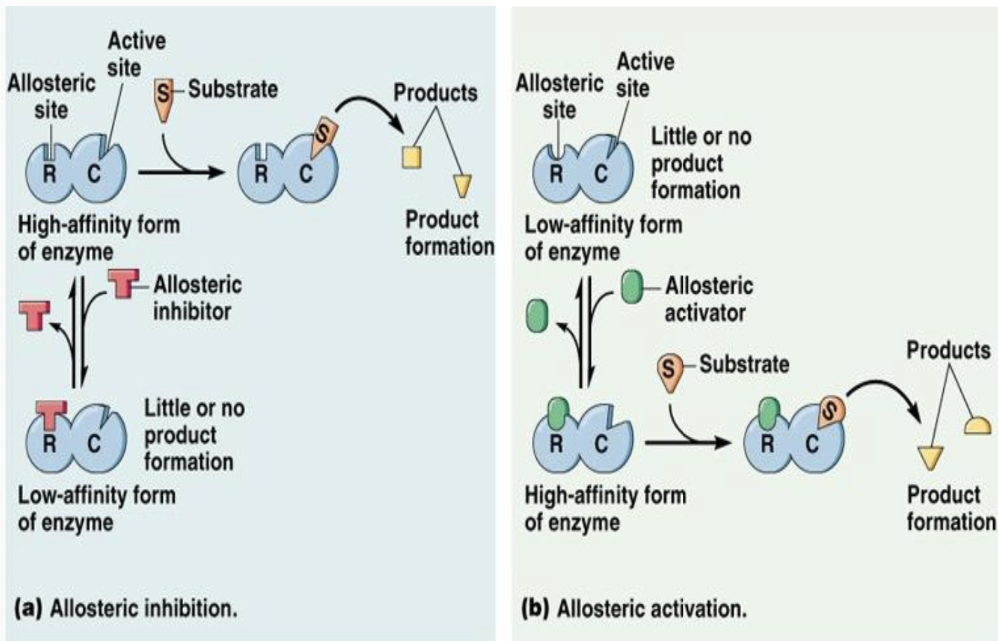 <ul><li><p>Allosteric inhibition refers to a regulatory mechanism where an inhibitor binds to an allosteric site on an enzyme, causing a conformational change that decreases the enzyme's activity and prevents substrate binding.</p></li><li><p><span style="color: #000000">Allosteric modulation of enzymes can inhibit or activate enzyme activity</span></p><ul><li><p>PKA (protein kinase A) is activated by catalytic subunits and cAMP</p></li></ul></li></ul><p></p>