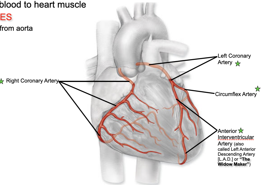 <p>Coronary Circulation→ Arteries</p>