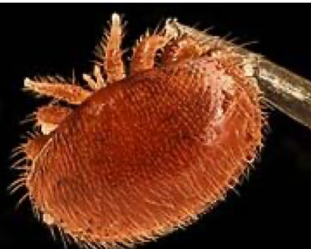 <ul><li><p>bee mite </p></li><li><p>predilection site: under wings </p></li><li><p>host: honeybees </p></li><li><p>feeding: body fat of adult bees and bee larvae </p></li><li><p>vector: viral diseases in bees </p></li><li><p>geopgraphy: originally from asia, now worldwide </p></li><li><p>pathology: death </p></li></ul>