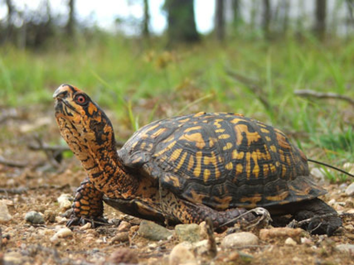 <p><strong>High domed carapace</strong></p><p>Scutes have orange yellow splotches</p><p>4 toes on each hind foot</p><p>Males have red eyes</p><p><strong>Hinged carapace, can completely close</strong></p>