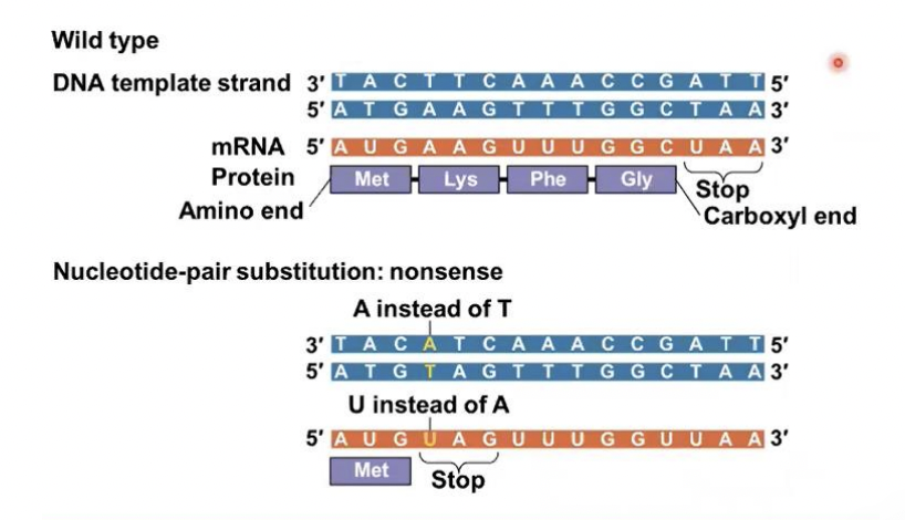 <p>Nonsense mutations</p>