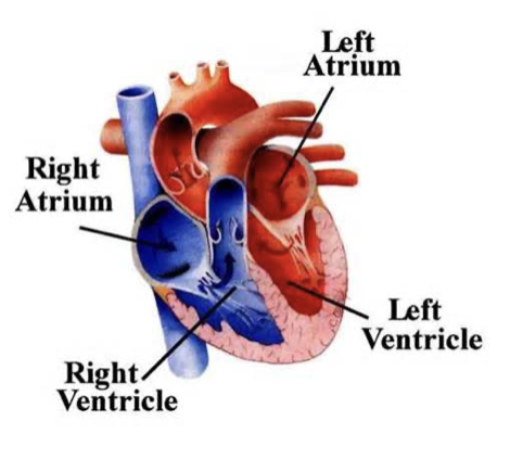 <ul><li><p>Humans have four chambered hearts</p></li><li><p>Top: Atria (singular: Atrium)</p></li><li><p>Bottom: Ventricles (have more muscle)</p></li><li><p>Right side: Deoxygenated blood</p></li><li><p>Left Side: Oxygenated blood</p></li></ul>