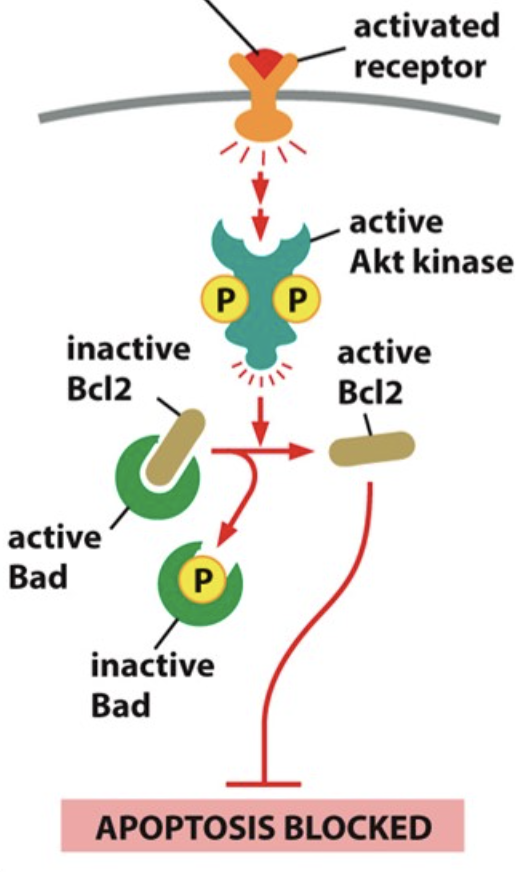 What is the red symbol binding a receptor in this image?