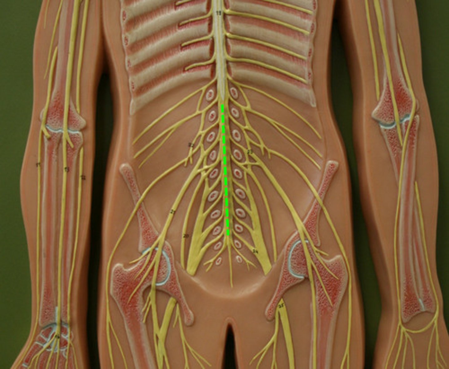 <p>Bundle of spinal nerves below L2, resembles horse tail.</p>
