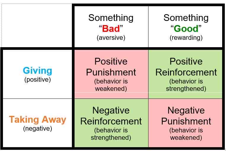 <p>developed <strong>true behavioursim</strong>, focusing on <strong>observable behaviours</strong> not mental processes. he studied how <strong>rewards </strong>and <strong>punishments </strong>influence <strong>behaviour </strong>using rats and pigeons</p>