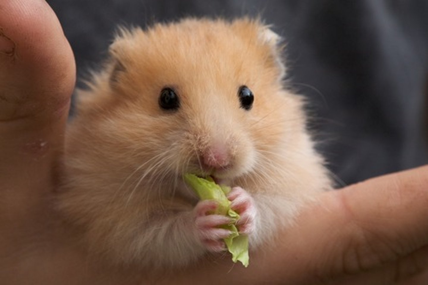 <p>a hamster</p>