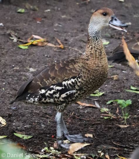 <p>Family: Anatidae</p>