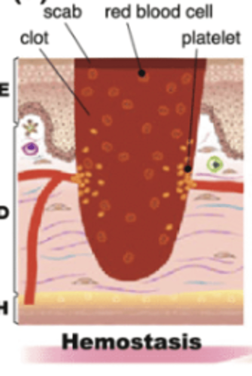 <p>Hemostasis → when bleeding stops</p>