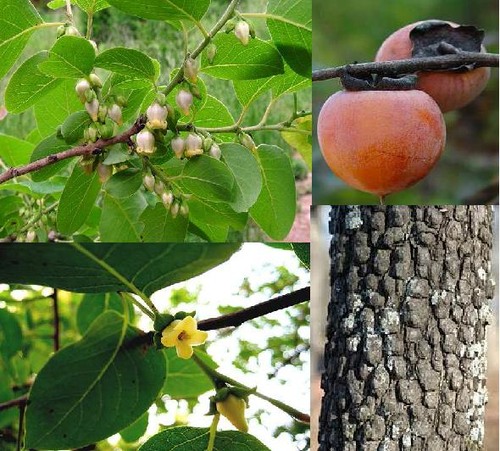 Family: Ebenaceae

Common name: "Common Persimmon"

Native, pioneer species. Likes disturbed sites. Early successional speices.

Range: Native to East of the Rockies to FL, down the gulf coast, and throughout the East coast. 
~Most of the continental US minus Northern states and a few Western states minus Utah and California.

Soil: Wide range of soil types

Height: Up to 80ft tall. Usually grow in colonies and is usually small in FL. 

Leaf persistence: Deciduous. 

Bark: Square, blocky, corky, dark. Reddish, brown inner bark.

Leaves: simple, alternate, elliptic-->ovate (variable in shape). Acuminate apex. Entire (leaf margin). Pinnate, arcuate venation. The branching of the leaf veins makes it look like "broken glass."

Other: Due to a fungal pathogen, persimmon often has splotchy leaves. The 

Fruit: botanical berries, astringent when unripe

Uses: Dense wood used to be used for golf clubs.

Tolerance: Low salt tolerance, low flood tolerance, medium drought tolerance. Fast to resprout.