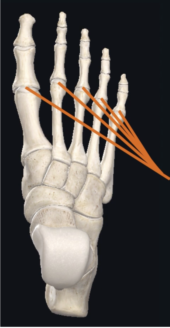 <p>What is this joint? </p>