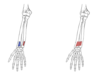 <p>What is the origin for pronator quadratus?</p>