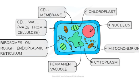 <p>-these are multicellular organisms</p><p>- their cells contain chloroplasts and are able to carry out photosynthesis</p><p>-their cells have cellulose cell walls</p><p>- they store carbohydrates as starch or sucrose.</p><p>-Their cells contain a <strong>nucleus</strong> with a <strong>distinct membrane</strong>-They <strong>do not</strong> have nervous coordination Examples include flowering plants, such as a cereal (for example, maize), and a herbaceous legume (for example, peas or beans).</p>