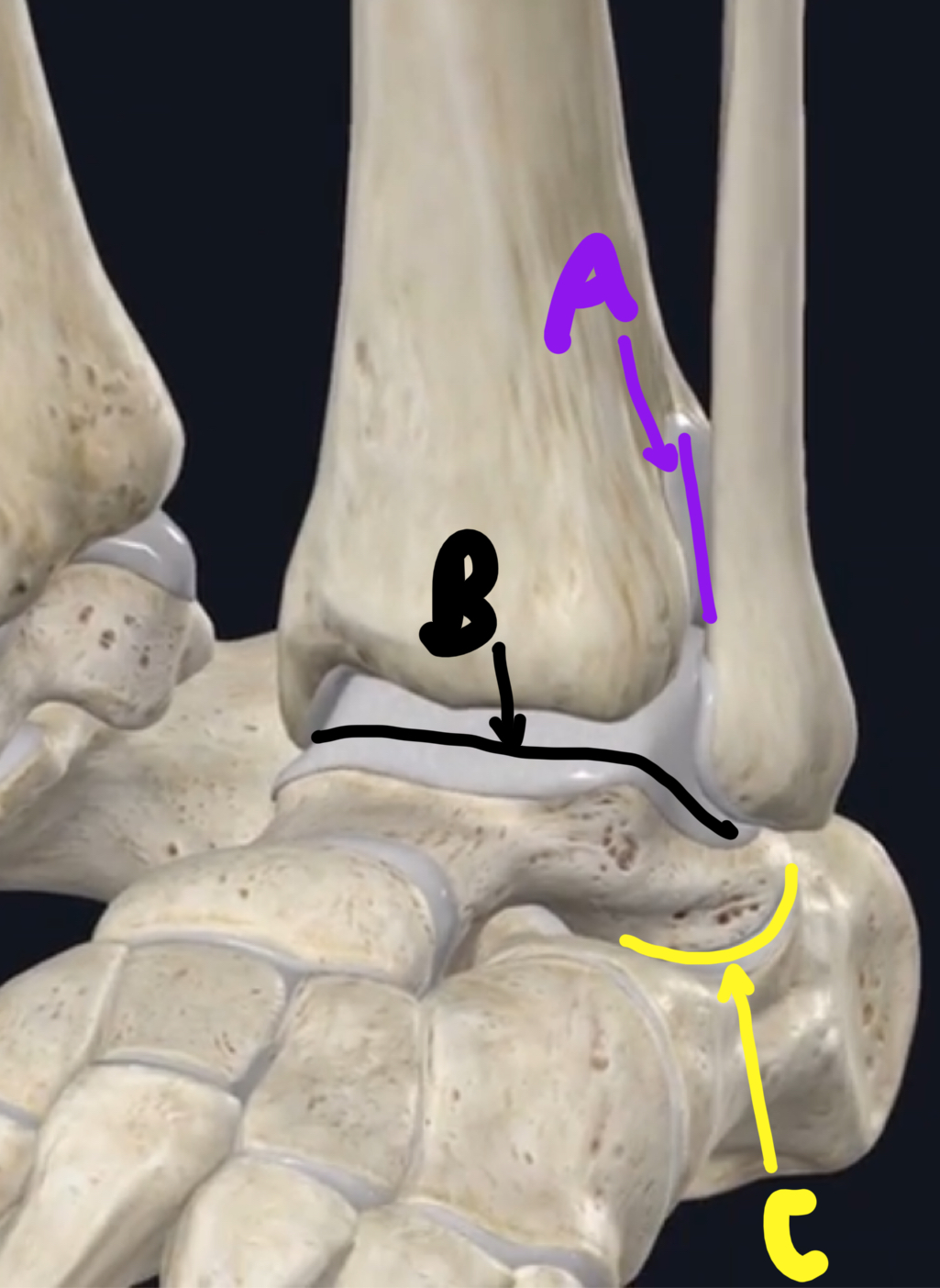 <p>Name these joint of the lower leg and feet. </p>