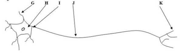 <p>Label each part of this cell indicated by the letters.&nbsp;</p>