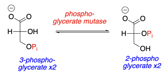 <p>Glycolysis Step 8:</p><p><span style="background-color: transparent;"><span>3-phosphoglycerate → _______________ (____________ and phosphate ________)</span></span></p><ol><li><p><span style="background-color: transparent;"><span>________; catalyzed by ___________________</span></span></p></li></ol><p></p>