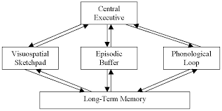 <p>Proposed by Baddley in 1975</p>