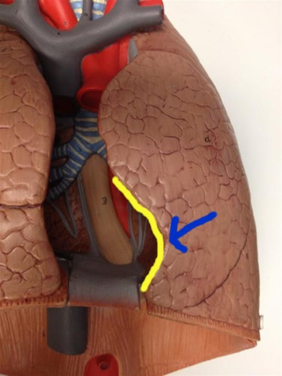 <p>a concave space on the left lung in which the heart lies</p>