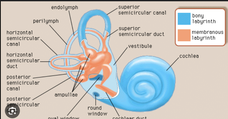 <p>compare and contrast the bony labyrinth and the membranous labyrinth</p>