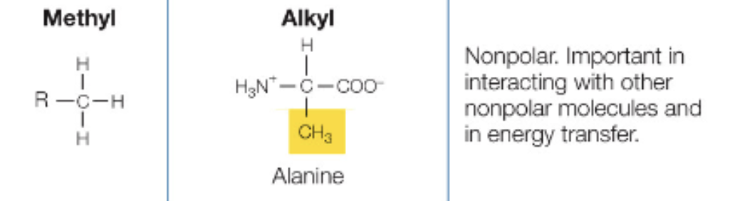 <p>CH3, nonpolar, no charge</p>