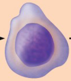 <p><u>Developmental pathway</u></p><p></p><ul><li><p>Beginning of phase 2</p></li></ul><ul><li><p>Hemoglobin accumulation</p></li><li><p>Nucleus begins to shrink</p></li></ul><p></p>
