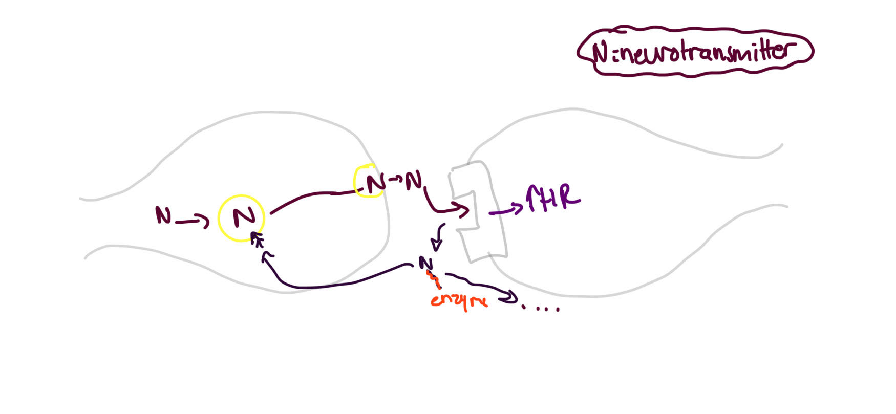 <p>process of __ __ __<br>1. Neurotransmitter synthesized in pre-synaptic neuron<br>2. NTM^ stored in vesicle until needed<br>3. NTM released into synapse upon stimulation by action potential<br>4. NTM crosses synapse &amp; binds w post-synaptic receptor (reversible)<br>5. Termination- NTM separates from receptor<br>6. Removal of free neurotransmitter from synapse</p>