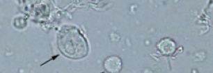 <p>What cell is this?</p>