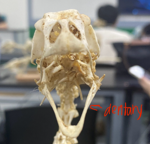 <p>dentary</p>