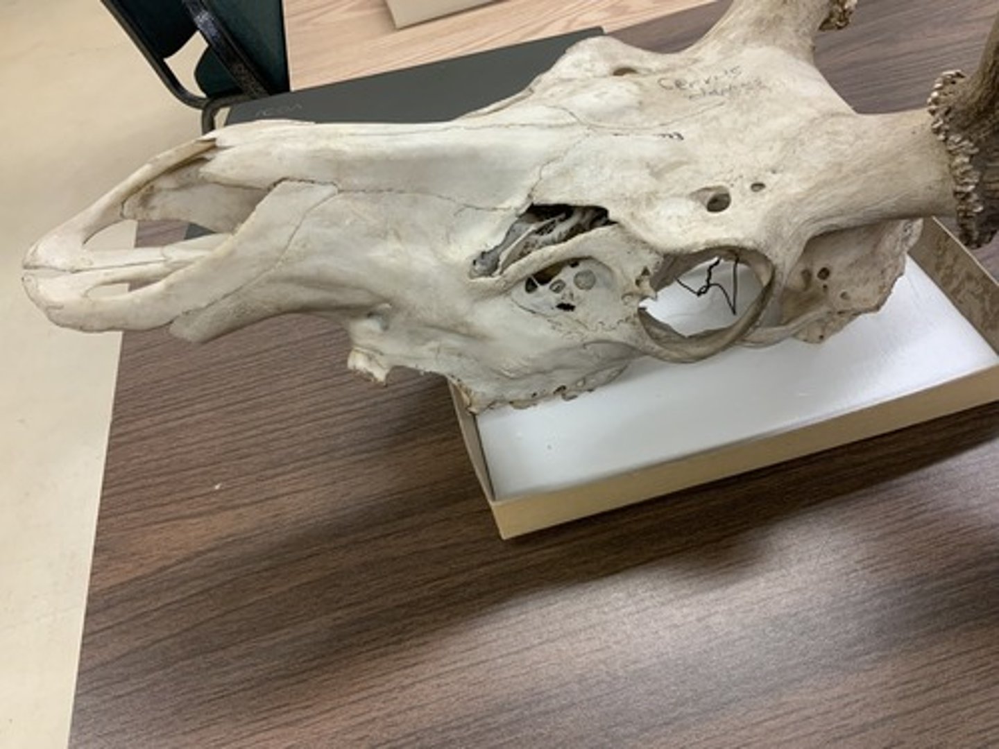<p>Genus, species</p><p>-C present</p><p>-longer nasal bones</p>