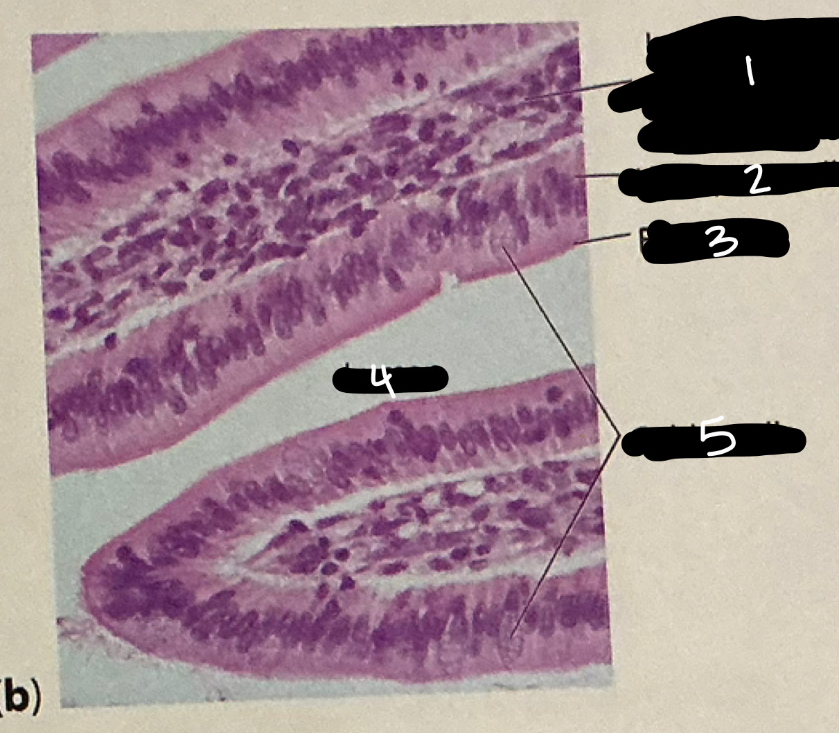 term image