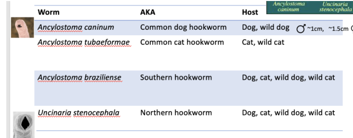 <p>Ancylostoma and Unicinaria spp. </p>
