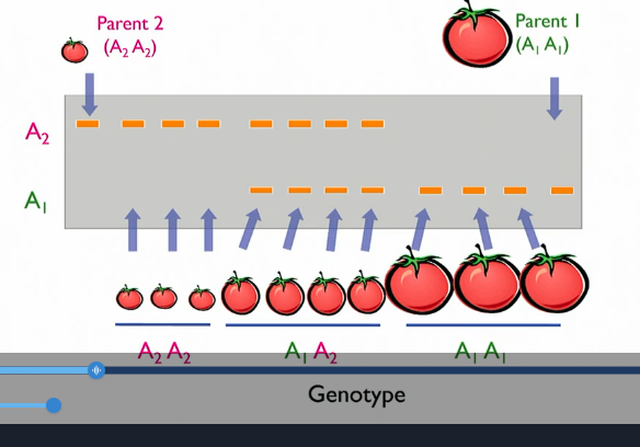 <p>molecular markers spread out across genome at regular intervals to find markers that co-segregate with trait ()</p><p>sequence all F2</p>