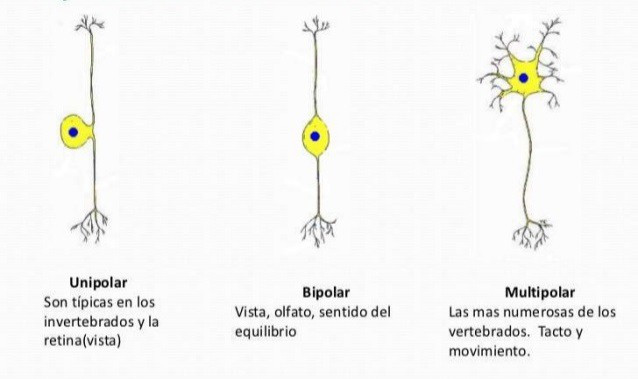 <p>Ilustracion XV</p>