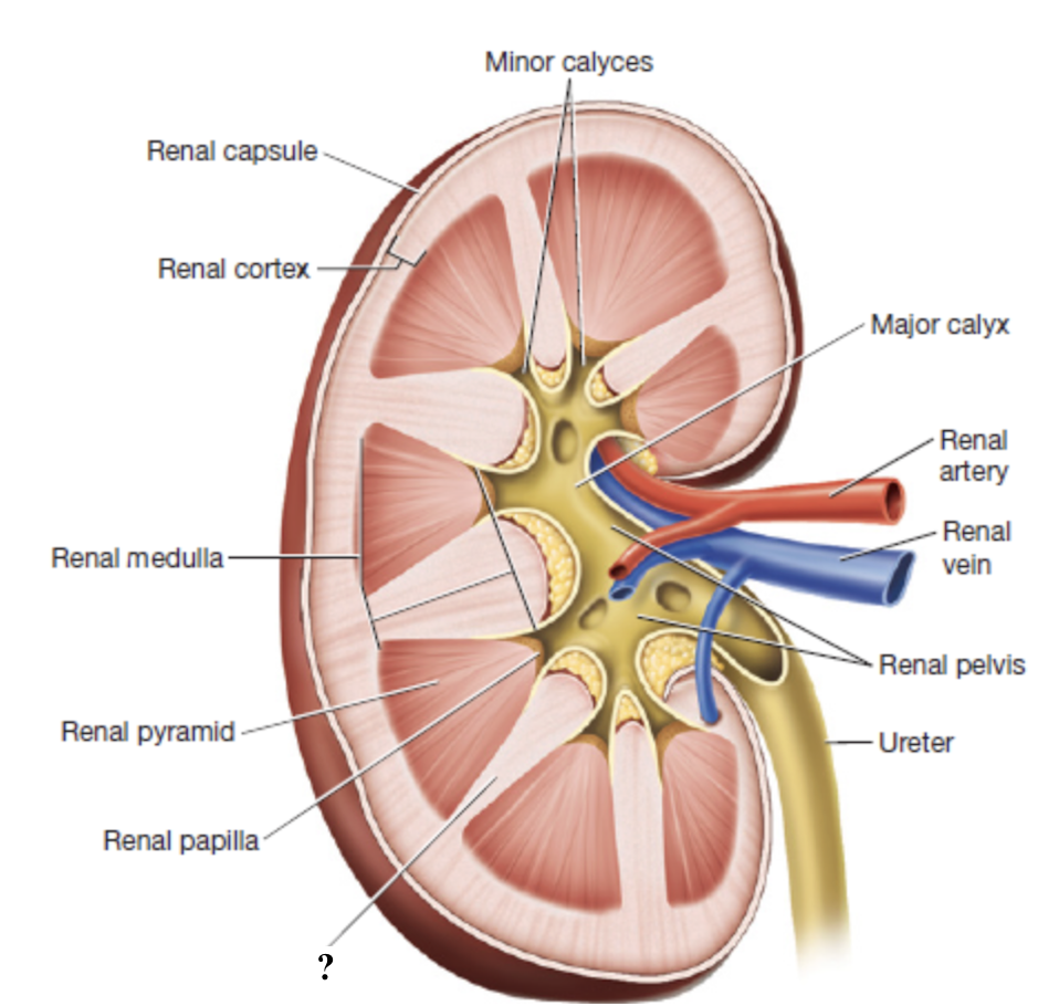 <p>inward extensions of the cortex that separate renal pyramids and contain blood vessels </p>