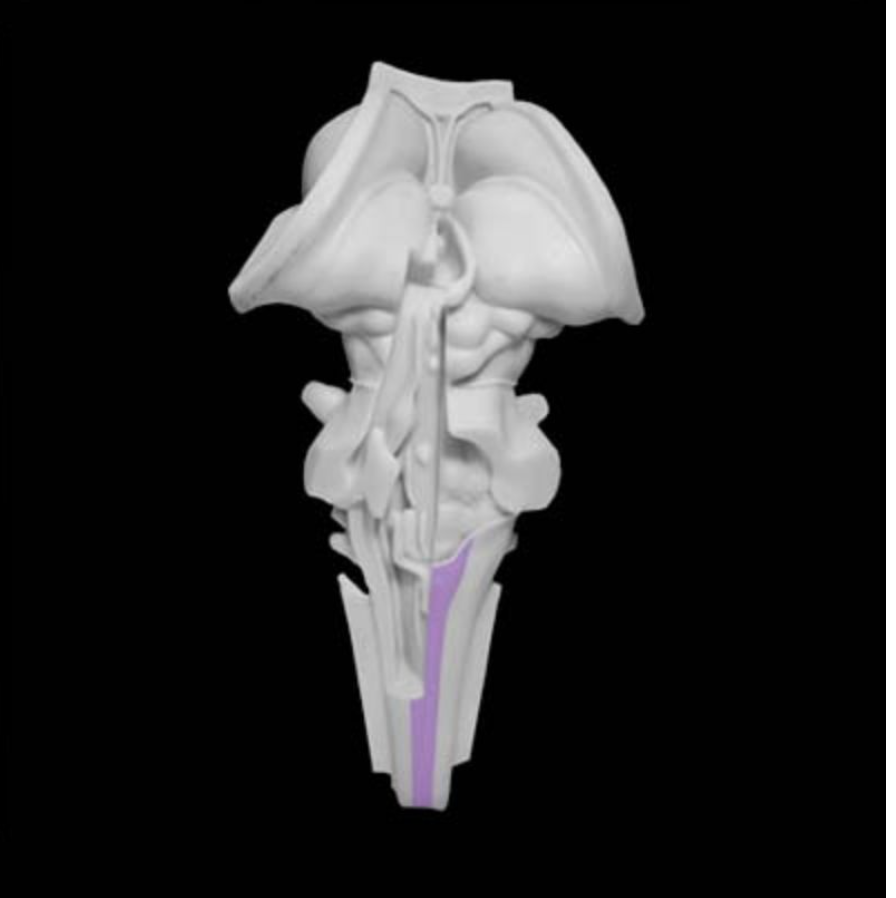 <p>Medial portion of the dorsal columns comprising the central processes of dorsal root ganglion axons that convey mechanosensory information from the lower body. Also referred to as the "fasciculus gracilis."</p>