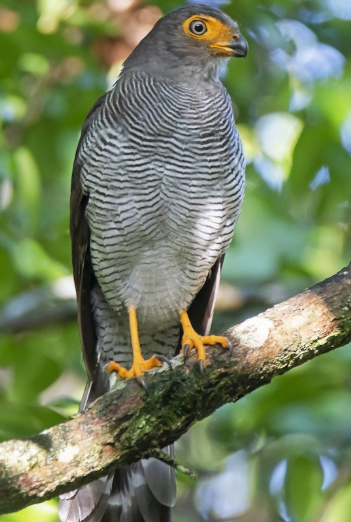 <p>What bird is this?</p>