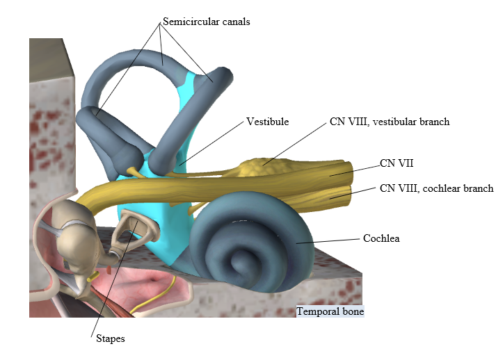 the inner ear is composed of what 