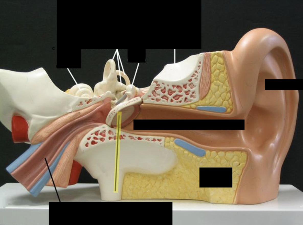 <p>what is this part of the ear? </p>