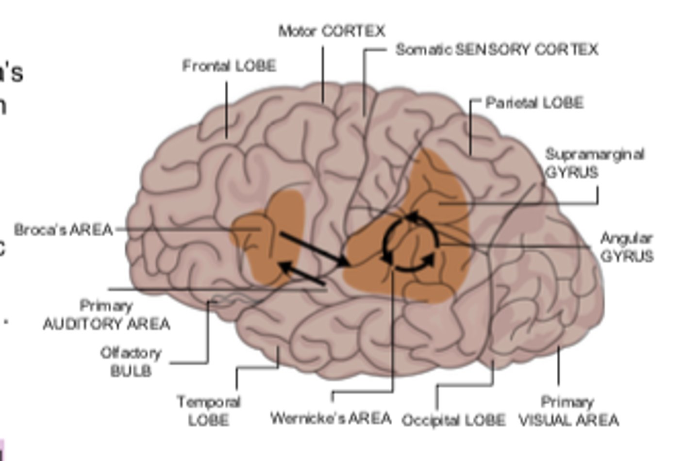 <p>when language areas of the brain connect meanings of words, grammar, and rules of language to put together an utterance</p>